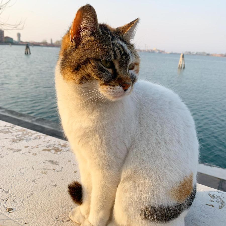 Sepa Chioggia Calle Moretti Екстер'єр фото